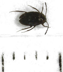Zeagyrtes