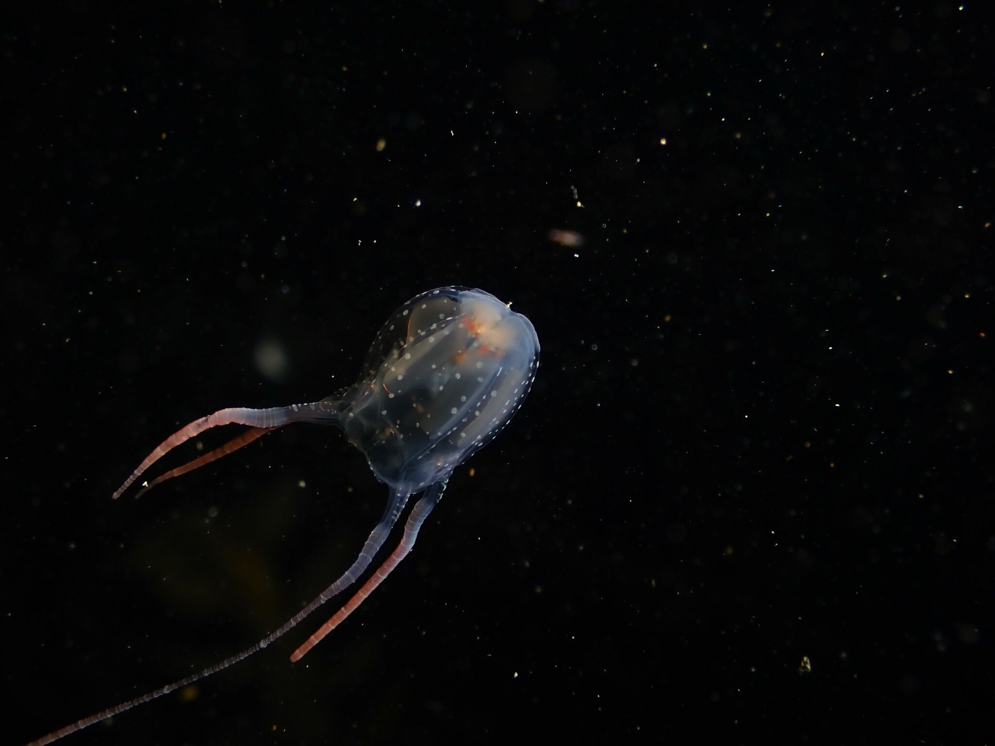 Copula sivickisi (Stiasny, 1926)