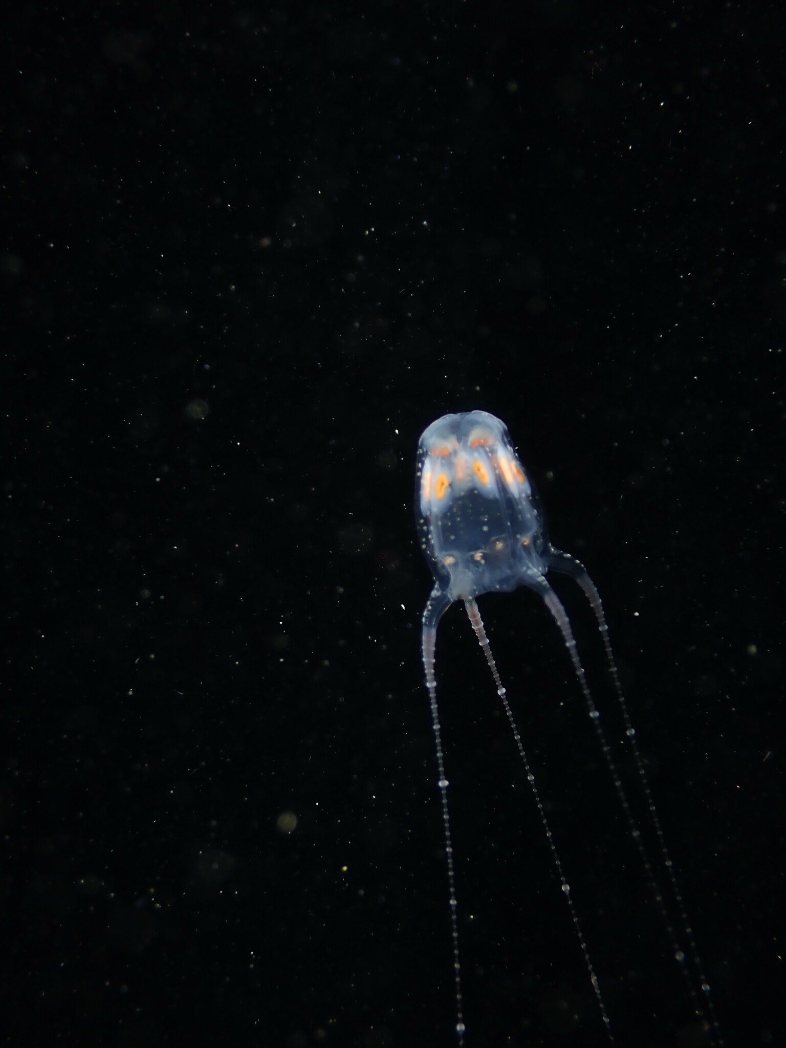 Copula sivickisi (Stiasny, 1926)