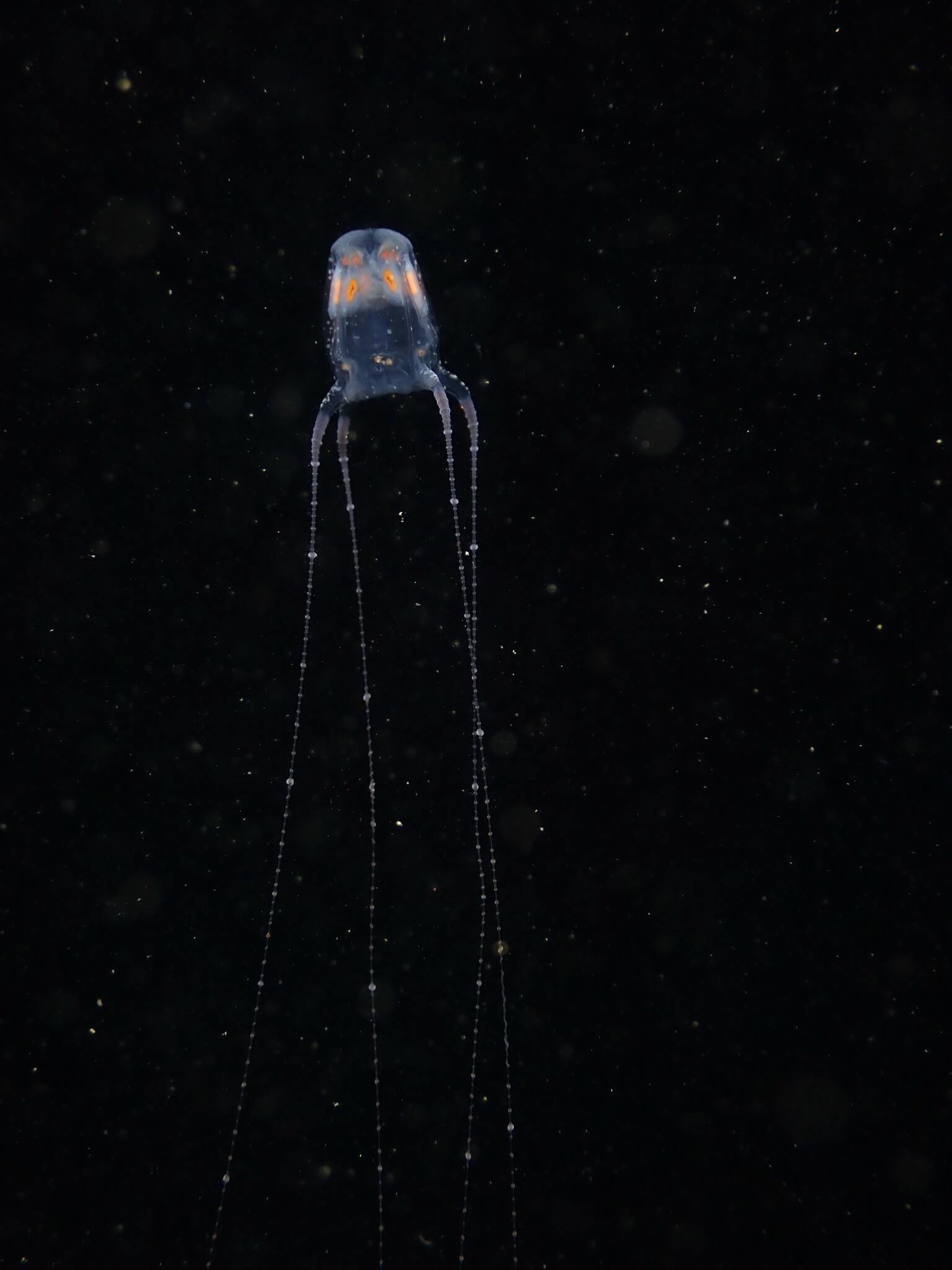 Copula sivickisi (Stiasny, 1926)