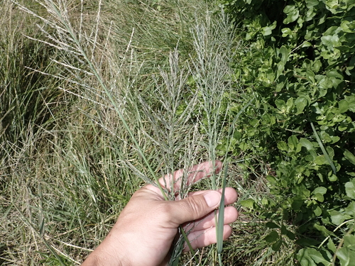 Diplachne fusca observed 2024-02-05