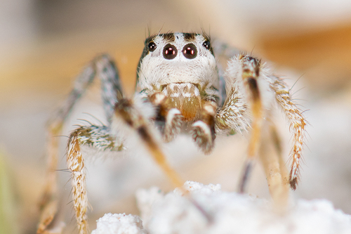 Habronattus tarsalis