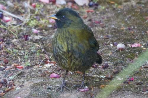 Großfuß-Buschammer (Pezopetes capitalis)