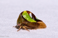 Smilia fasciata