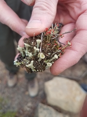 Cladonia grayi