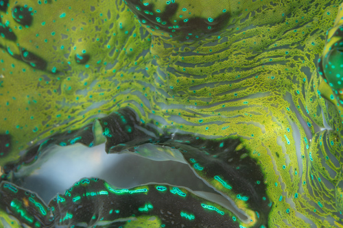 Giant Clam