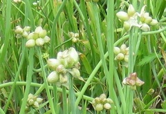 Allium canadense canadense