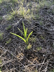 Toxicoscordion paniculatum