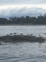 Larus brachyrhynchus