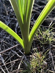 Toxicoscordion paniculatum