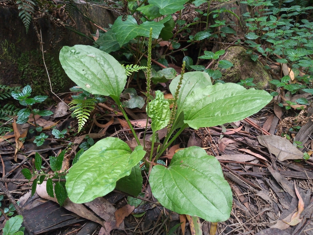Plantago major
