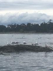 Larus brachyrhynchus