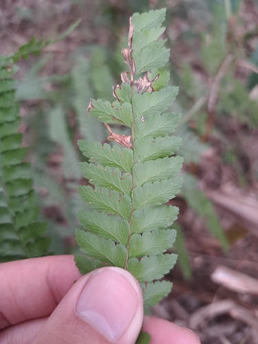 Image of Microlepia strigosa by (c) vrxz, some rights reserved (CC BY-SA)