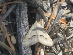 Lepidoptera
