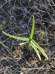 Toxicoscordion paniculatum