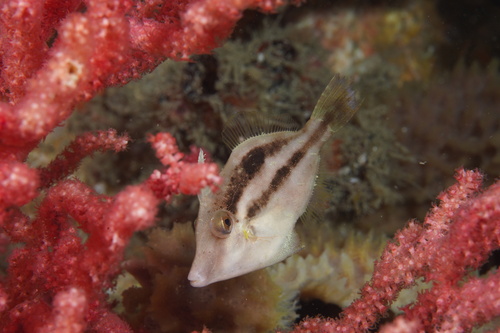 Cryptic filefish (Paramonacanthus japonicus) — Monacanthidae