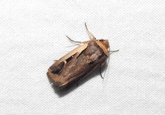 Proteuxoa tortisigna