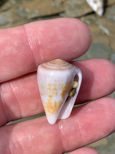 Conus kermadecensis observed 2024-02-05