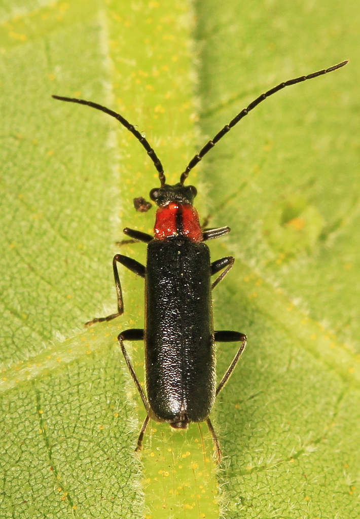 Rhagonycha excavata