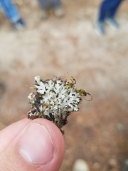 Heterodermia obscurata