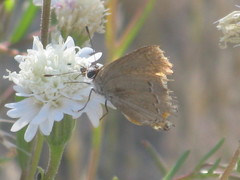 Strymon melinus