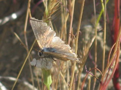Strymon melinus