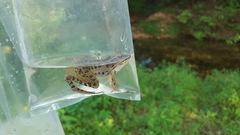 Lithobates sphenocephalus utricularius