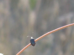 Insecta
