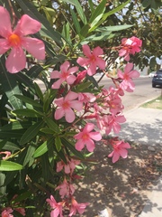 Nerium oleander