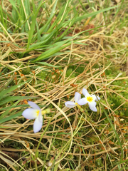 Houstonia caerulea