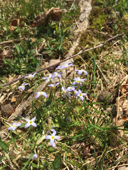 Houstonia caerulea