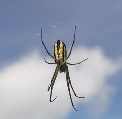 Leucauge venusta