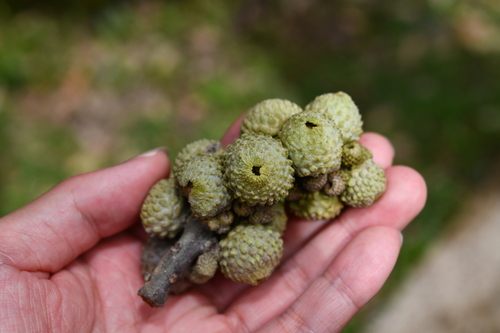 Lithocarpus echinophorus