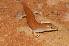 Sandfish Skink photo 2