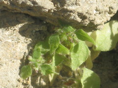 Angiospermae