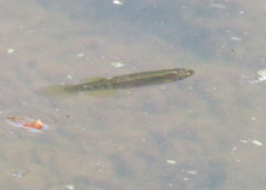 Fundulus dispar