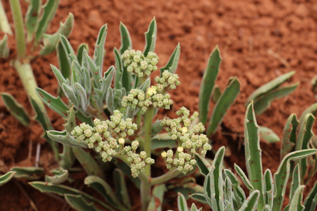 Cyphostemma hereroense