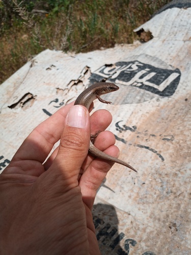 Ocellated Bronze Skink