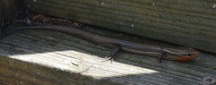 Plestiodon tetragrammus