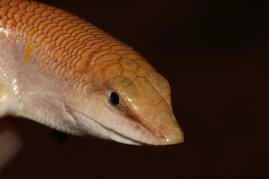 Sandfish Skink