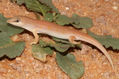 Sandfish Skink photo 4