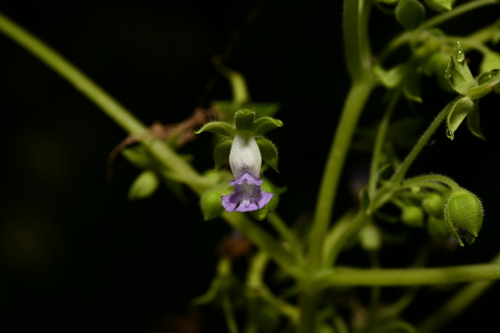 Ornithoboea henryi