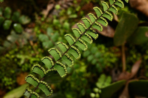Adiantum malesianum