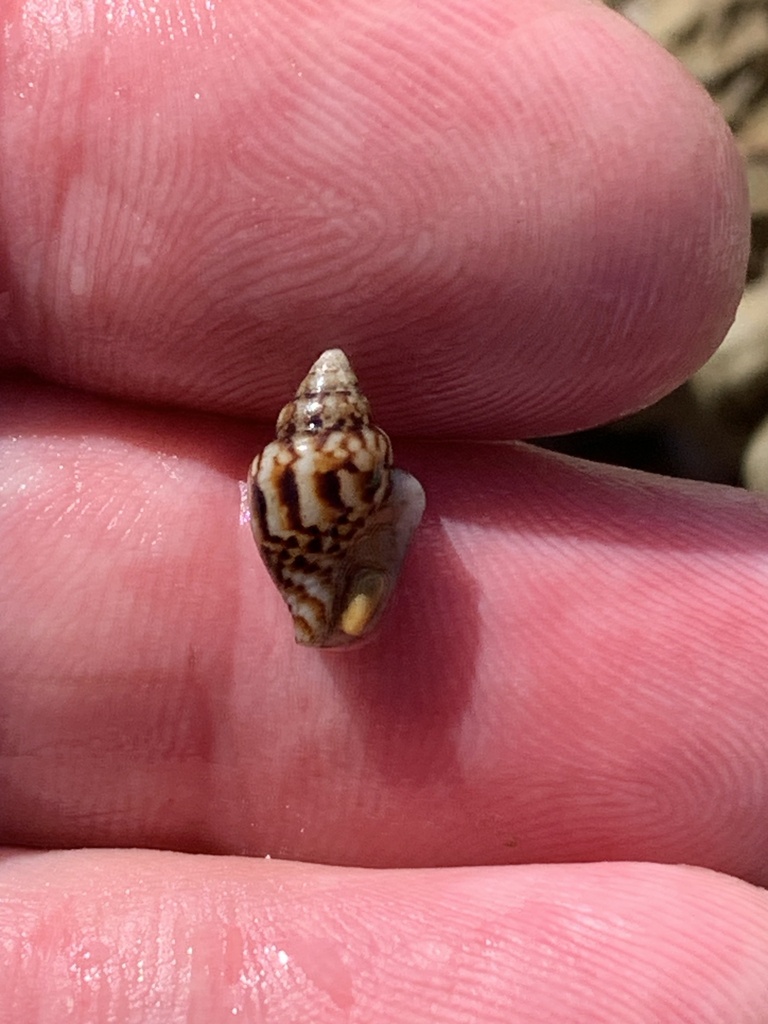 Dotted Dove Shell from Yuraygir National Park, Barcoongere, NSW, AU on ...