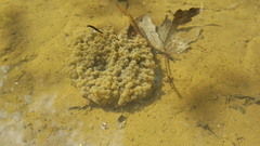 Lithobates sphenocephalus utricularius