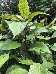 Sanchezia parvibracteata