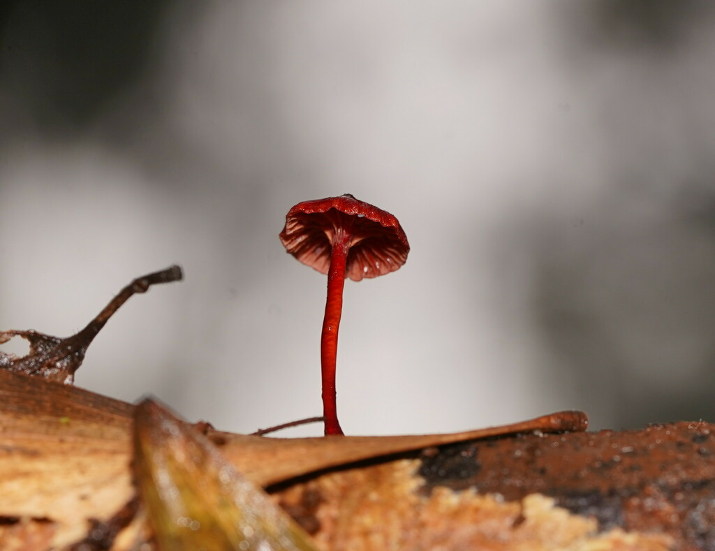 Ruby Bonnot ruby bonnet from Gembrook VIC 3783, Australia on January 26, 2024 at 07 ...