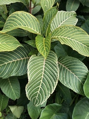 Sanchezia parvibracteata