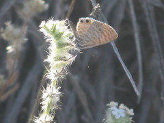 Leptotes marina
