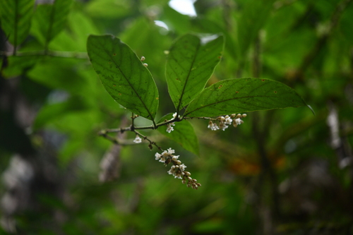 Sarcosperma griffithii